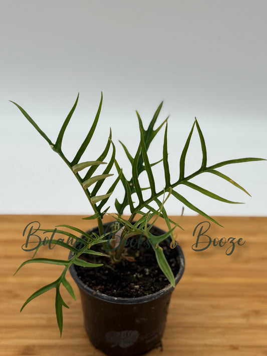 Philodendron Tortum