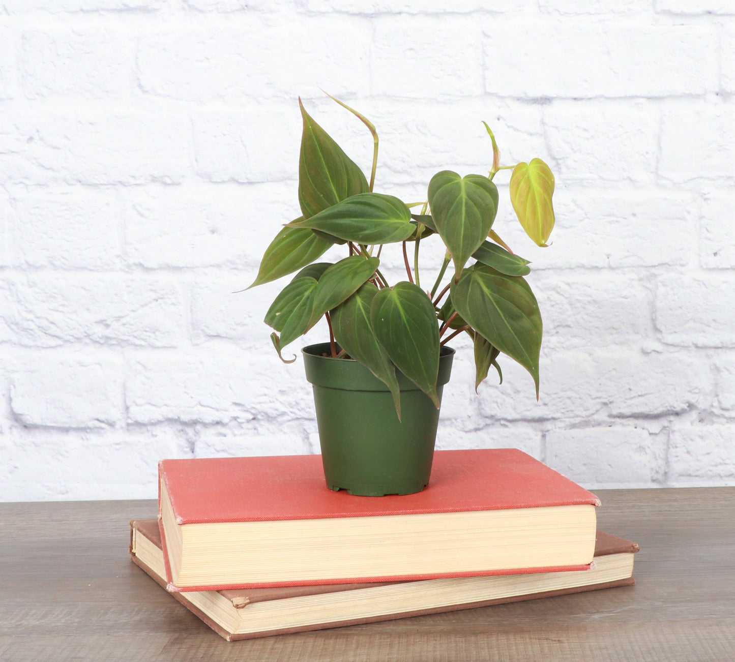 Philodendron Micans