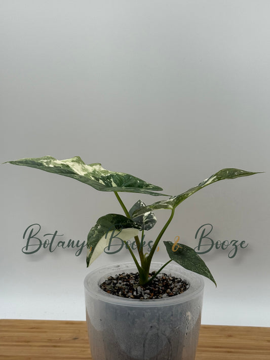 Alocasia Simpo Albo  - Heavily Variegated
