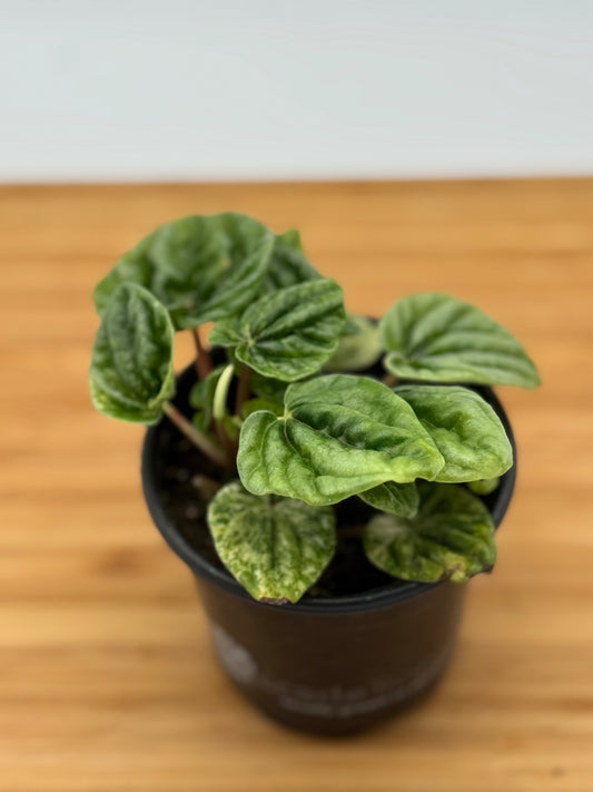 Peperomia caperata Buenos Aires