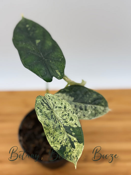 Alocasia baginda Dragon Scale Mint