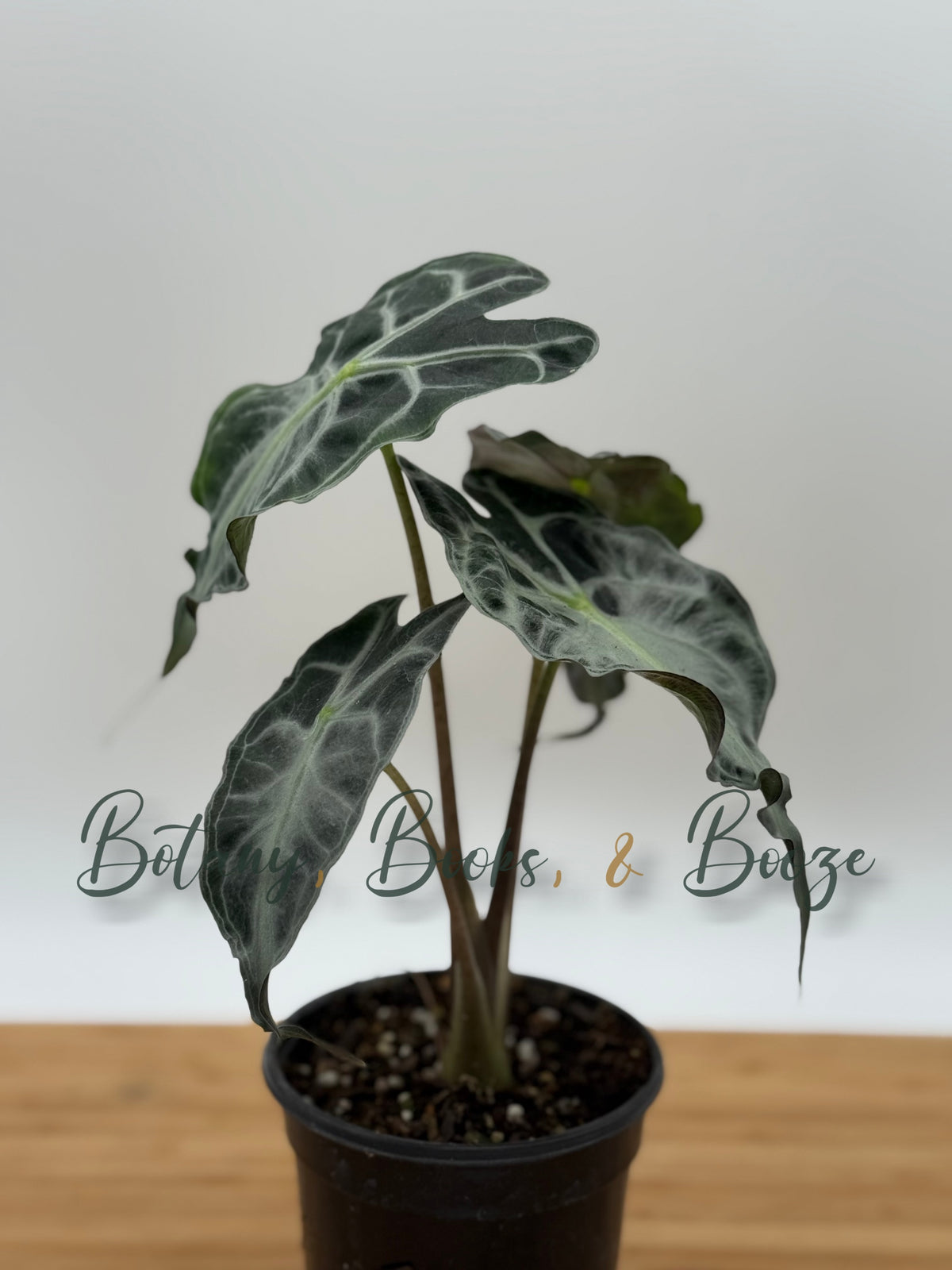 Alocasia Venom