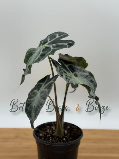 Alocasia Venom