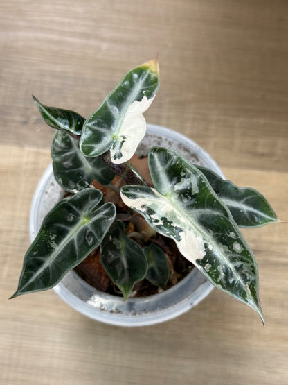 Alocasia amazonica Bambino Variegated