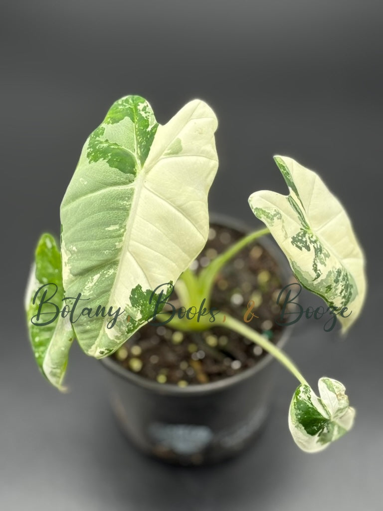 Alocasia Frydek Variegated