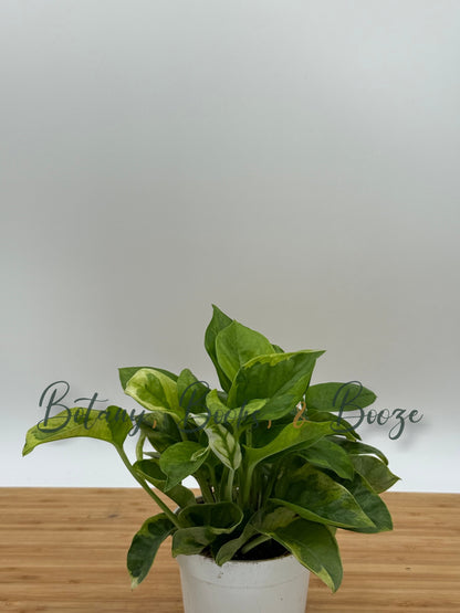 Epipremnum 'Monet Sol' Pothos