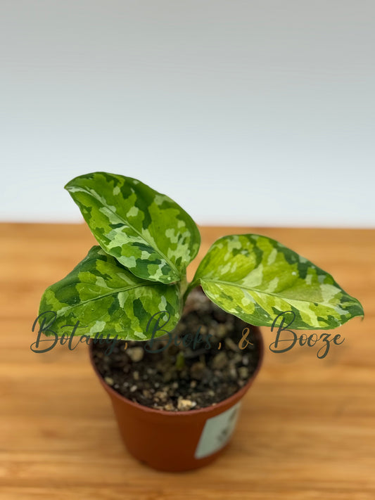 Algaonema Pictum Tricolor