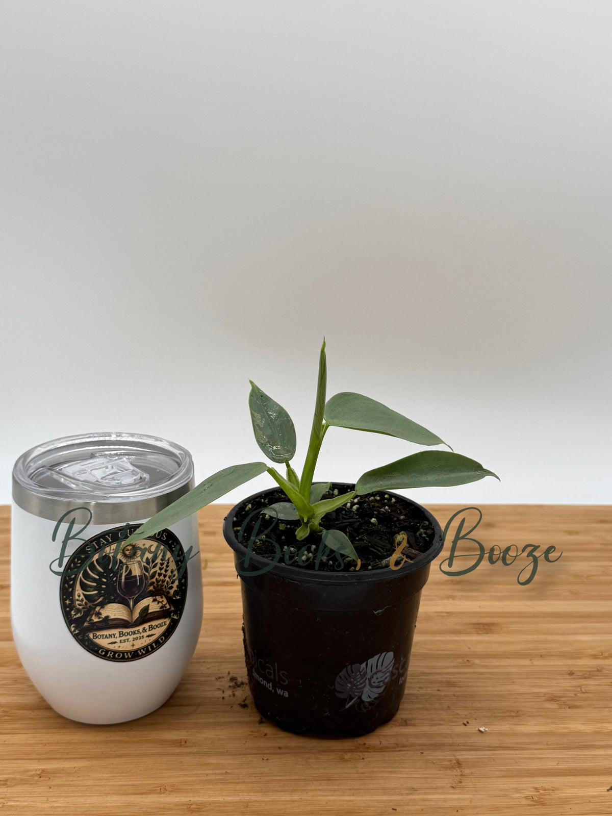 Philodendron Silver Sword (Hastatum)
