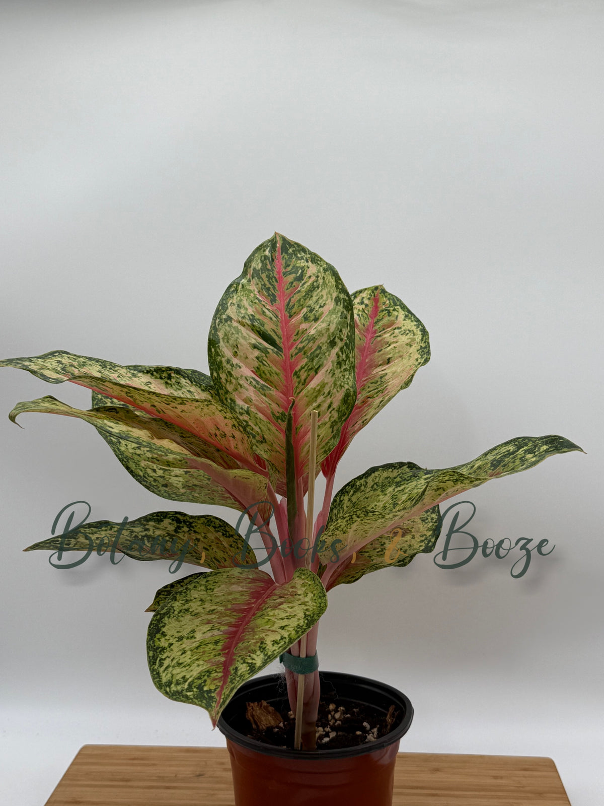 Aglaonema 10 Karat