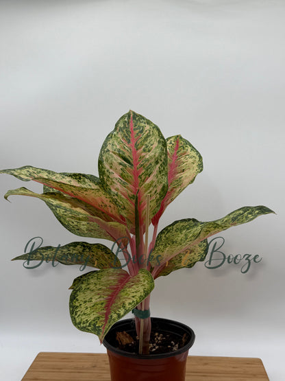 Aglaonema 10 Karat