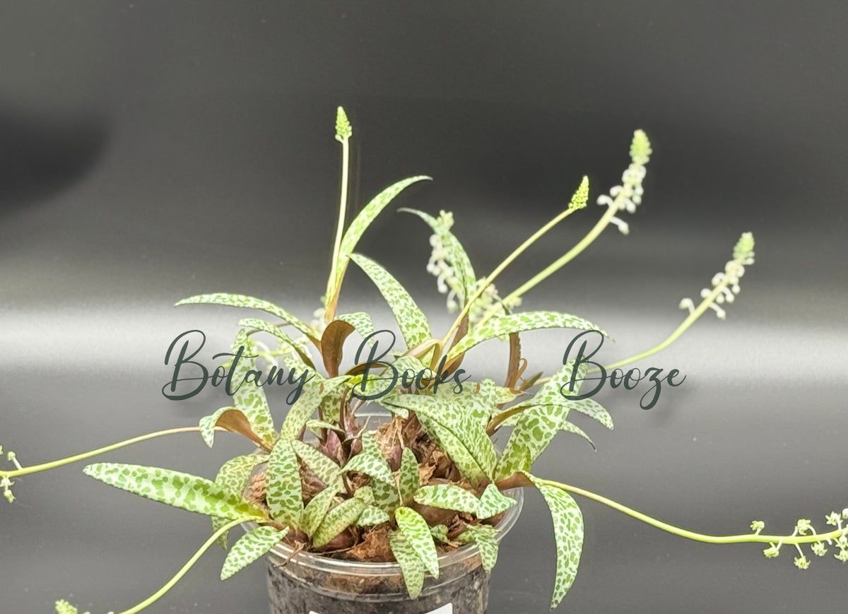Silver Squill (Ledebouria socialis)