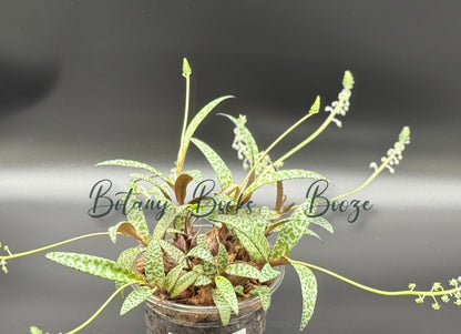 Silver Squill (Ledebouria socialis)