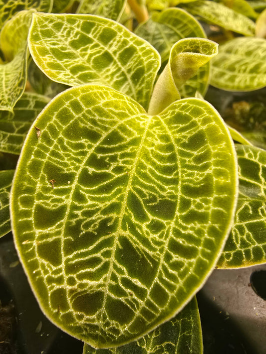 Jewel Orchid Macodes Petola