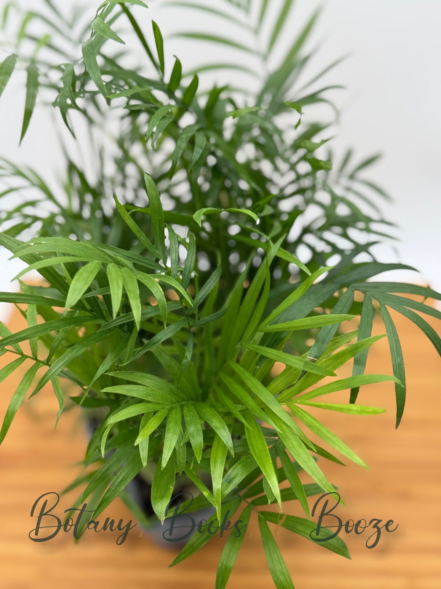 Bella Palm (Parlour Palm)