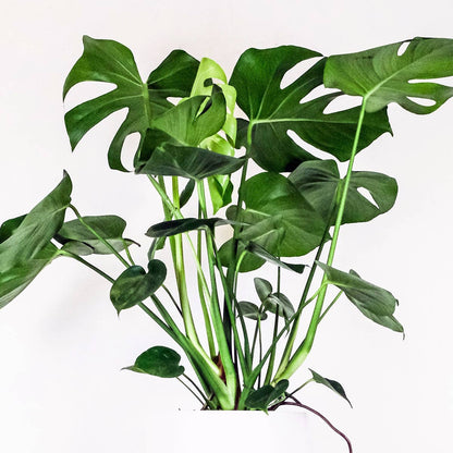 Monstera Deliciosa Split Leaf