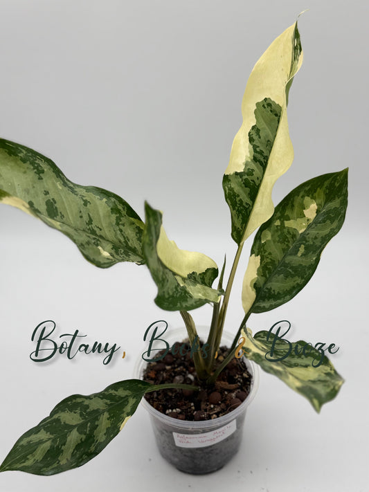 Aglaonema Manilas Pride Variegated