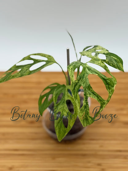 Monstera adansonii Mint