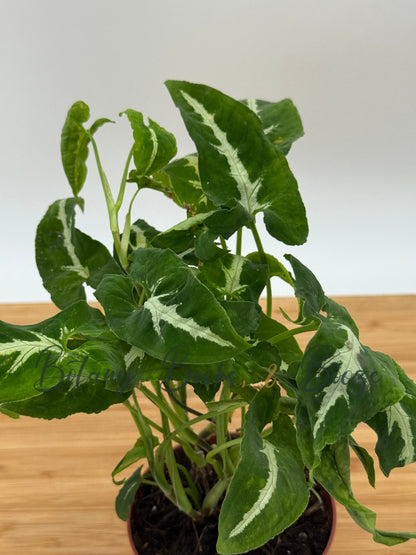 Syngonium Silver Goose