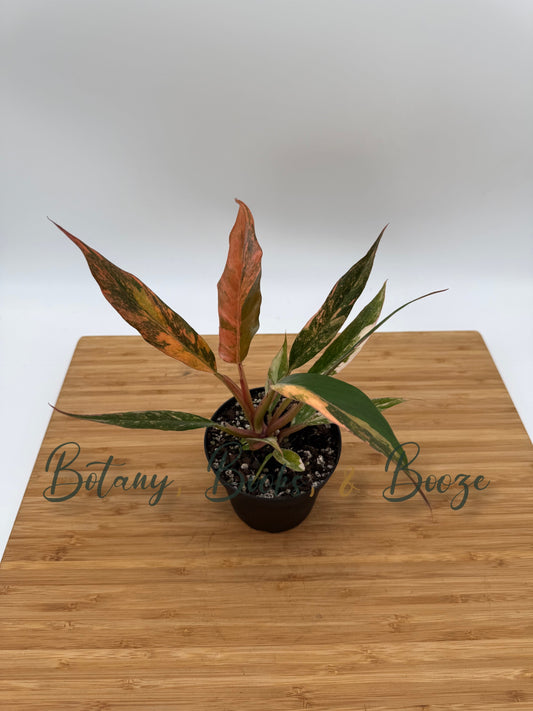 Philodendron Caramel Marble 'Heatwave'