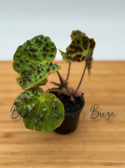 Begonia ferox