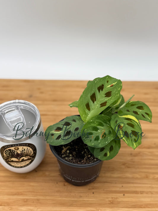 Maranta leuc. ker. Variegated Green Prayer Plant