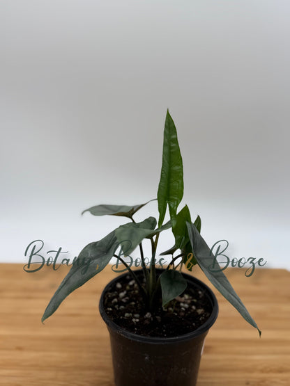 Alocasia heterophylla 'Metallic Blue'