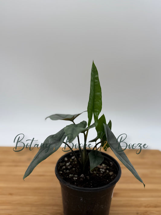 Alocasia heterophylla 'Metallic Blue'