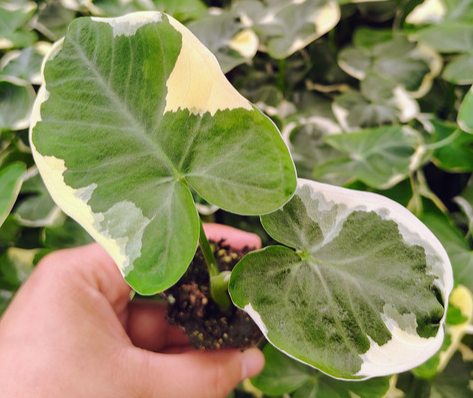 Alocasia Mickey Mouse