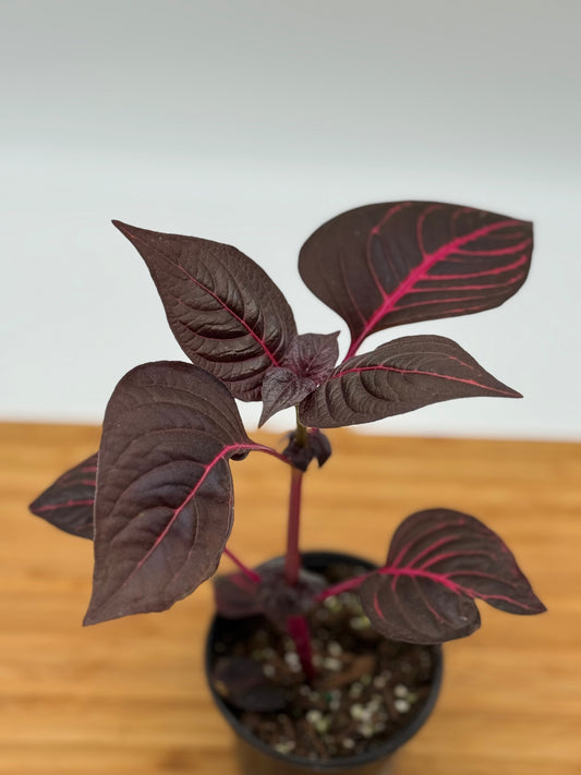 Iresine herbstii Brilliantissima - Bloodlead