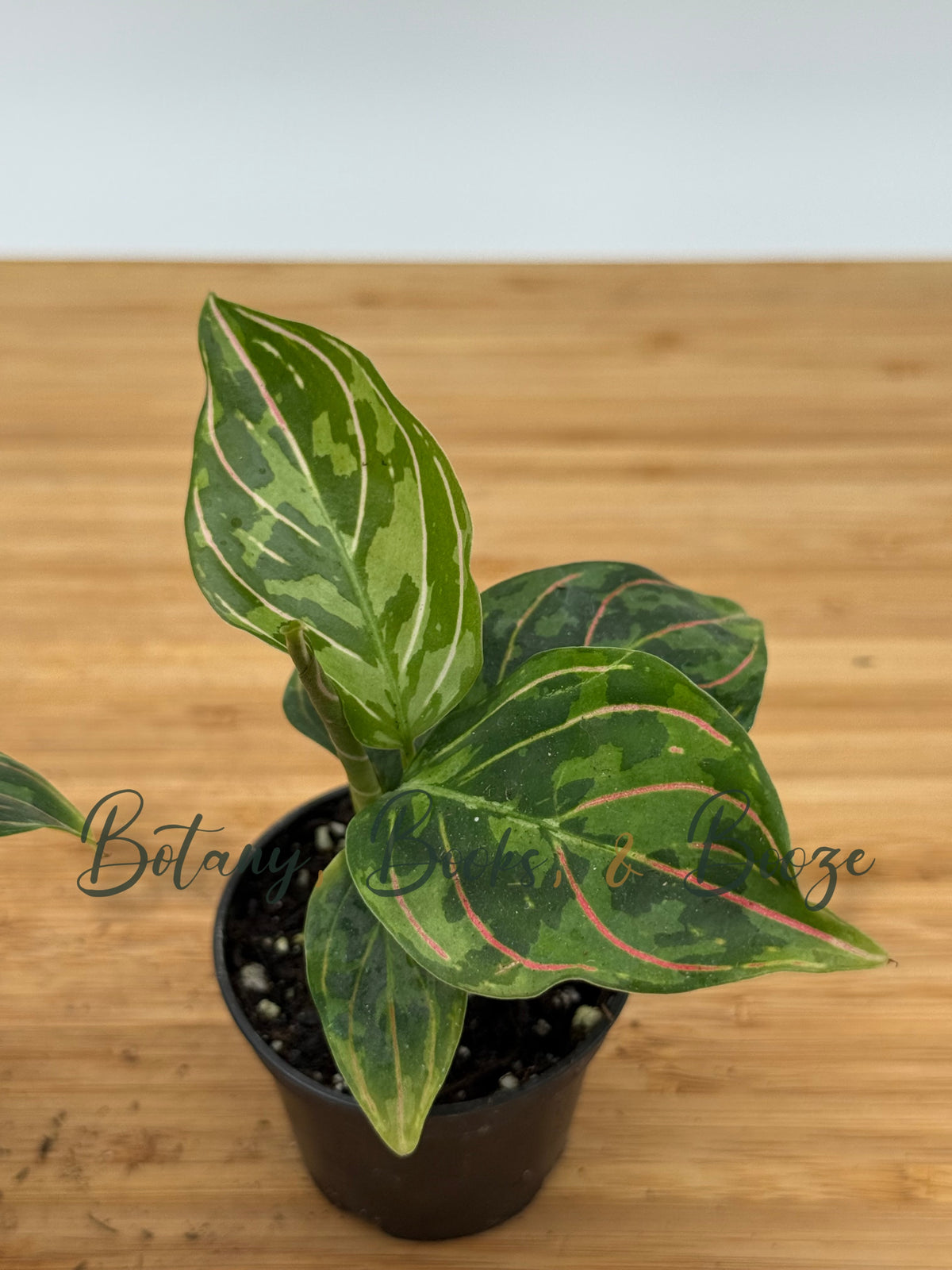 Aglaonema 'Red Army'