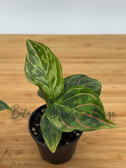 Aglaonema 'Red Army'
