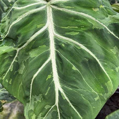 Philodendron gloriosum ES Variegated 'Snow Leopard'
