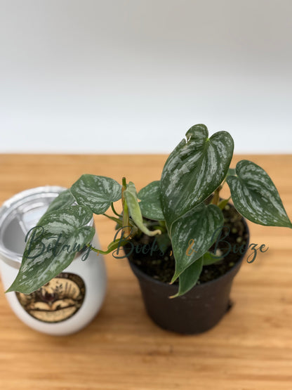 Philodendron brandtianum Silver Leaf