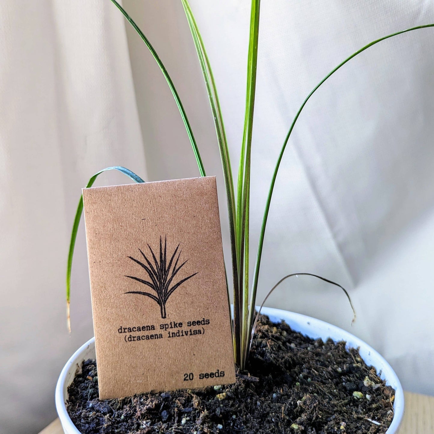 Houseplant & Tropical Plant Seeds