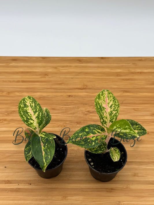 Aglaonema Fireworks - Chinese evergreen
