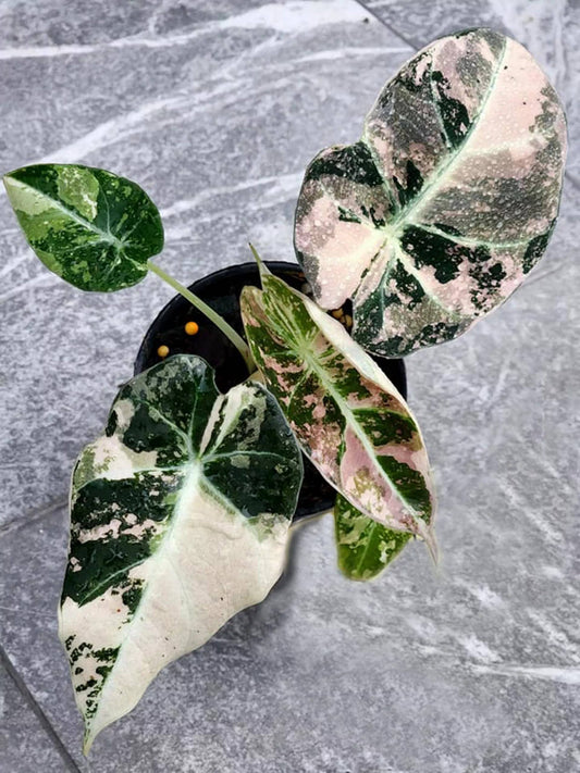 Alocasia reginula Black Velvet Pink variegated
