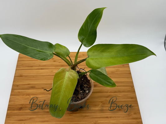 Philodendron Whipple Way Mint