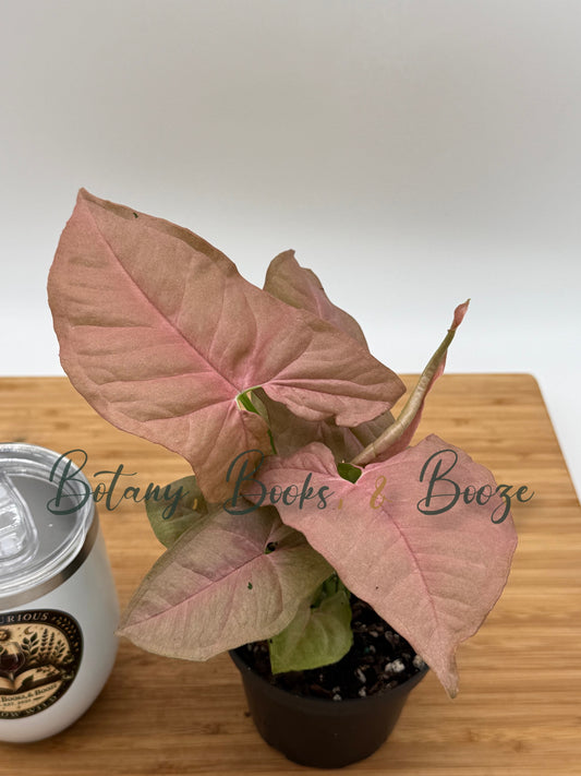 Syngonium 'Neon Pink'