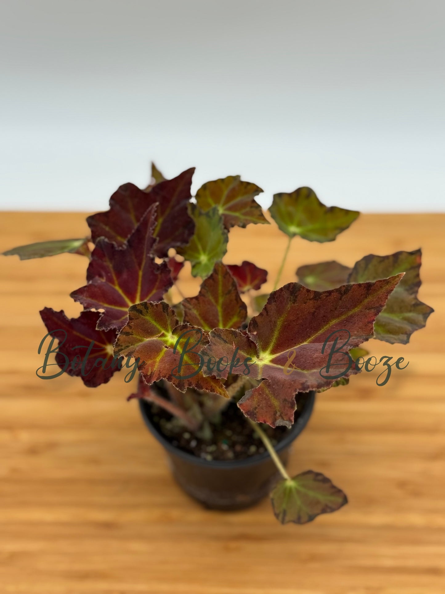 Begonia Rex Cultivars