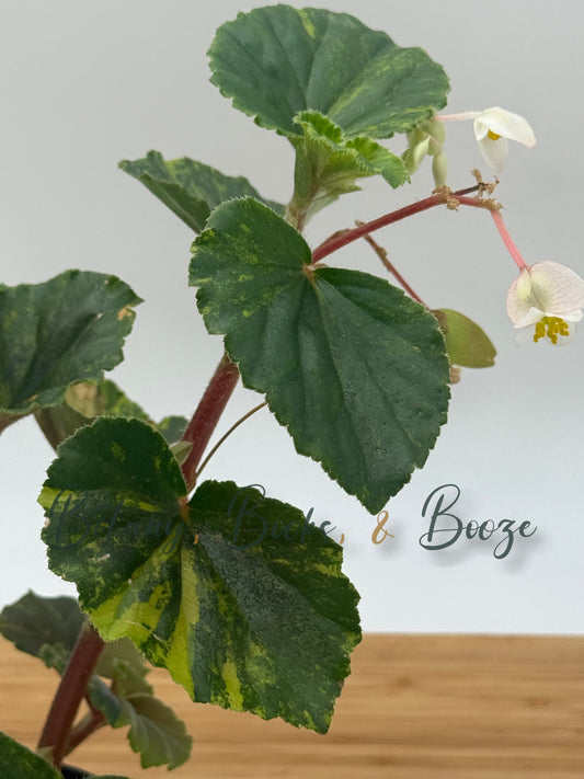 Begonia cucullata Variegated - Clubbed Begonia