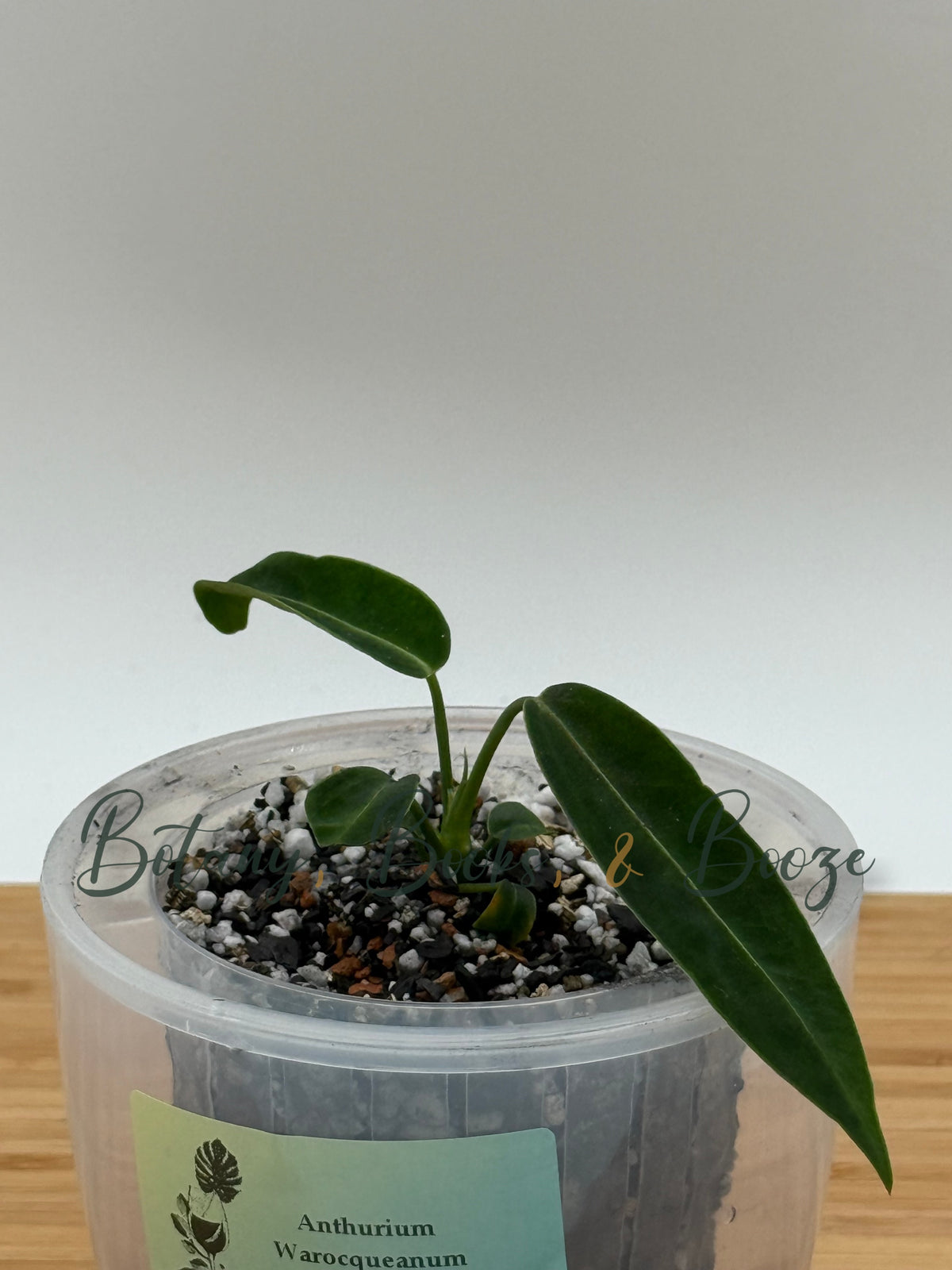 Anthurium Warocqueanum