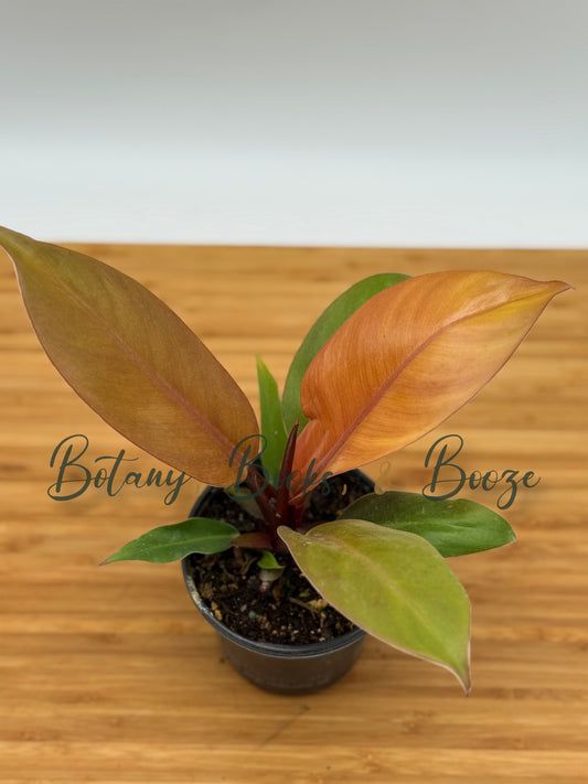 Philodendron Prince of Orange