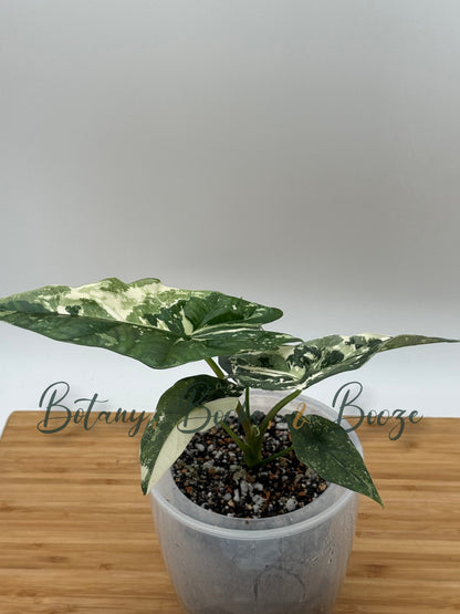 Alocasia Simpo Albo  - Heavily Variegated