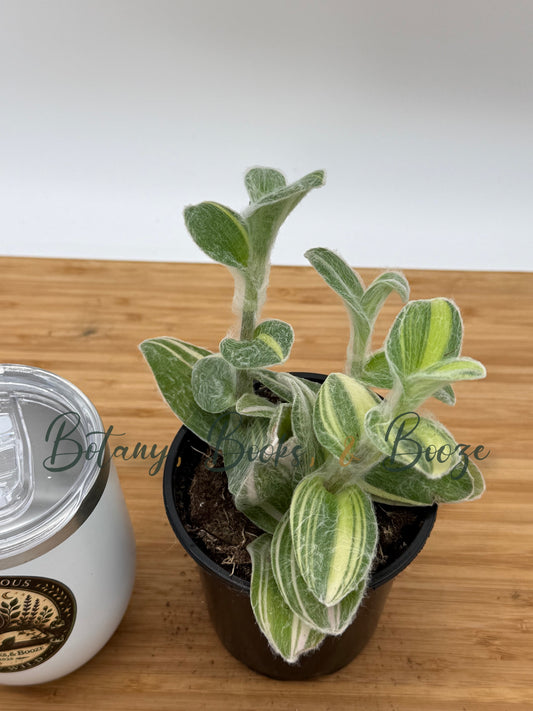 Tradescantia Velvet Moon