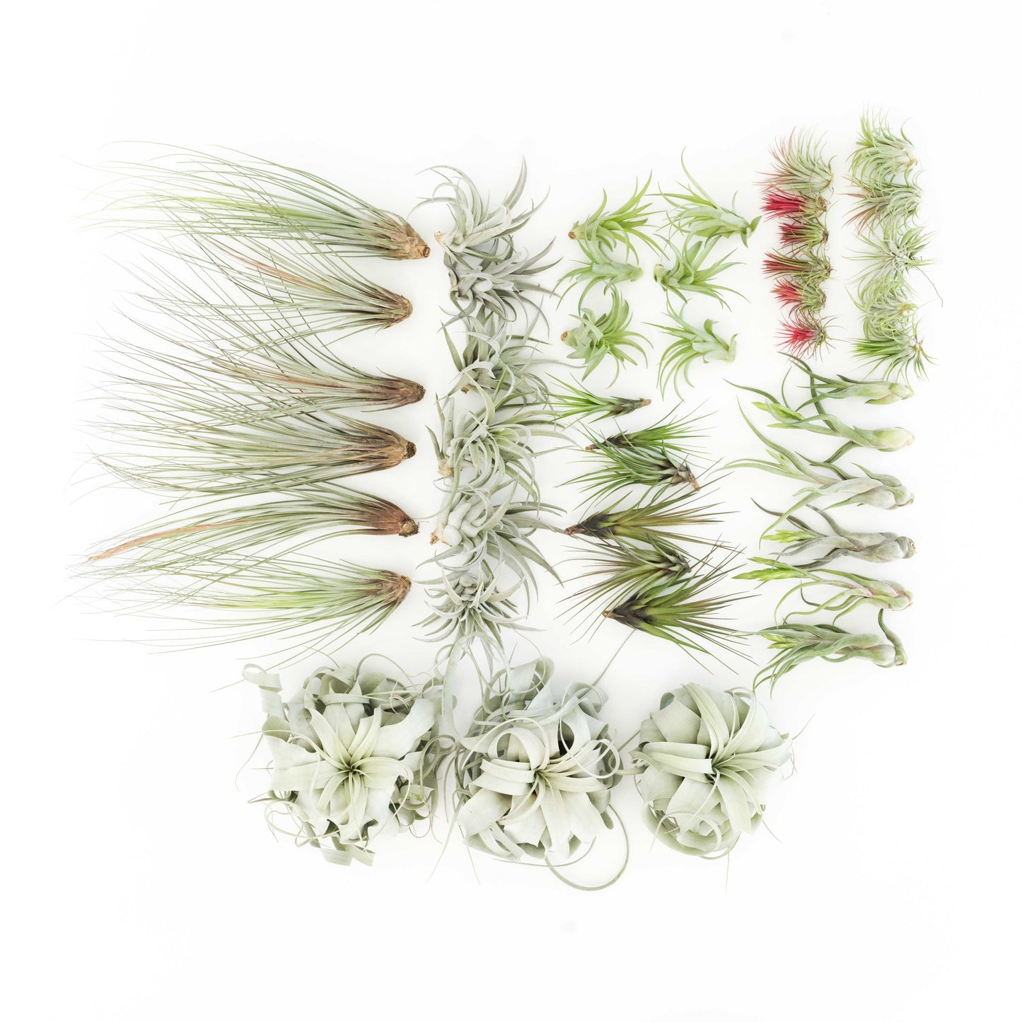 The Best Seller Tillandsia Air Plant Pack - 48 Plants