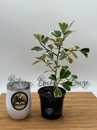 Ficus triangularis variegata Triangle Fig