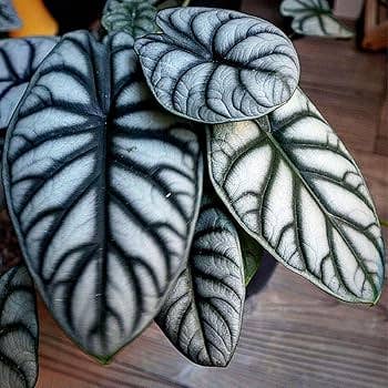 Alocasia baginda Silver Dragon