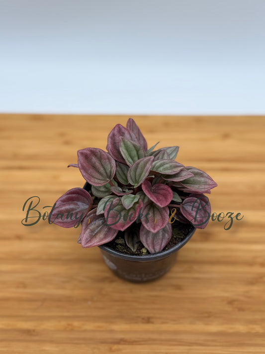 Peperomia caperata Cayenne