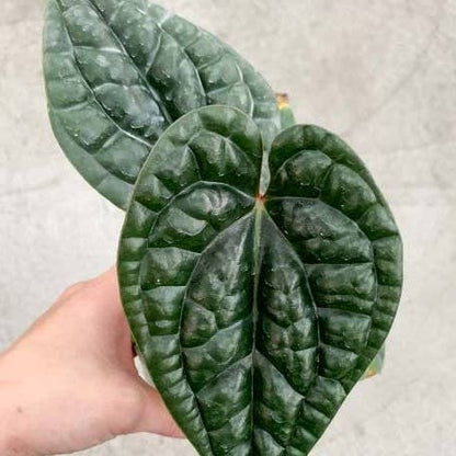 Anthurium luxurians