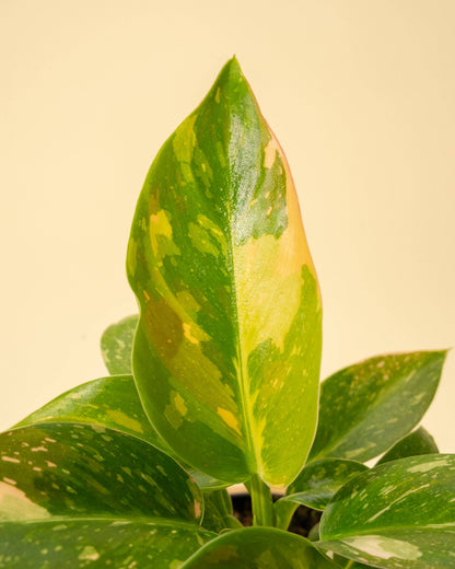 Philodendron Green Congo 'Copper Flame' Variegated
